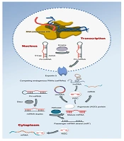 Gene Cell Tissue